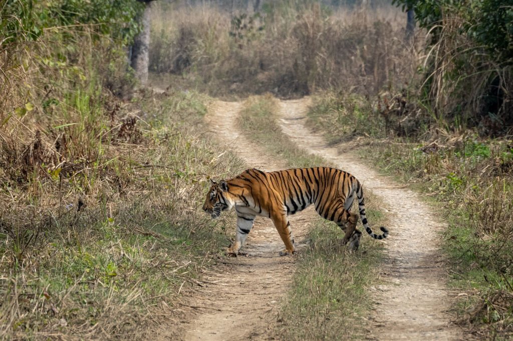 BENGAL-TIGER-IN-CHITWAN-NATIONAL-PARK-NEPAL