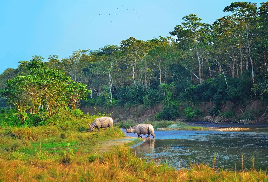 Wild-landscape-with-asian-rhinoceroses-in-Chitwan -Nepal