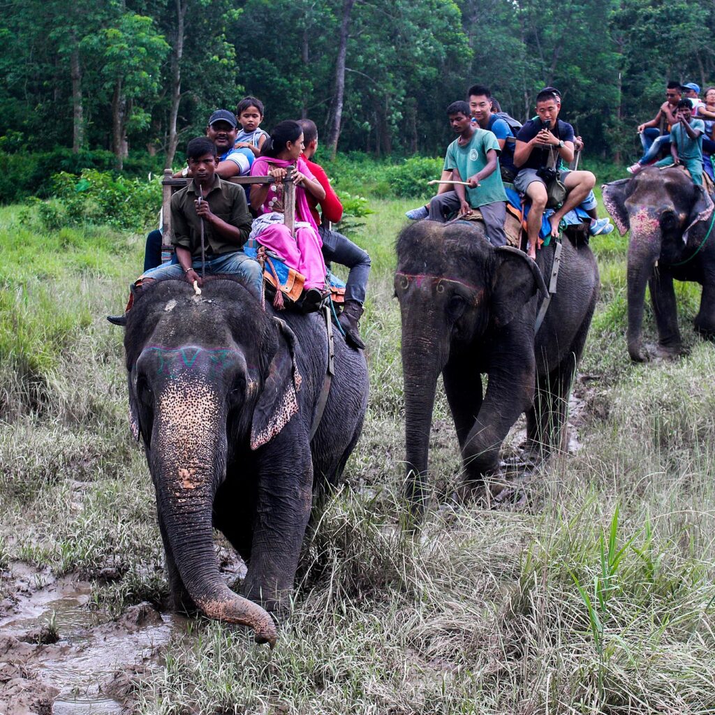 ELEPHANT-SAFARI-IN-CHITWAN -NATIONAL-PARK-NEPAL