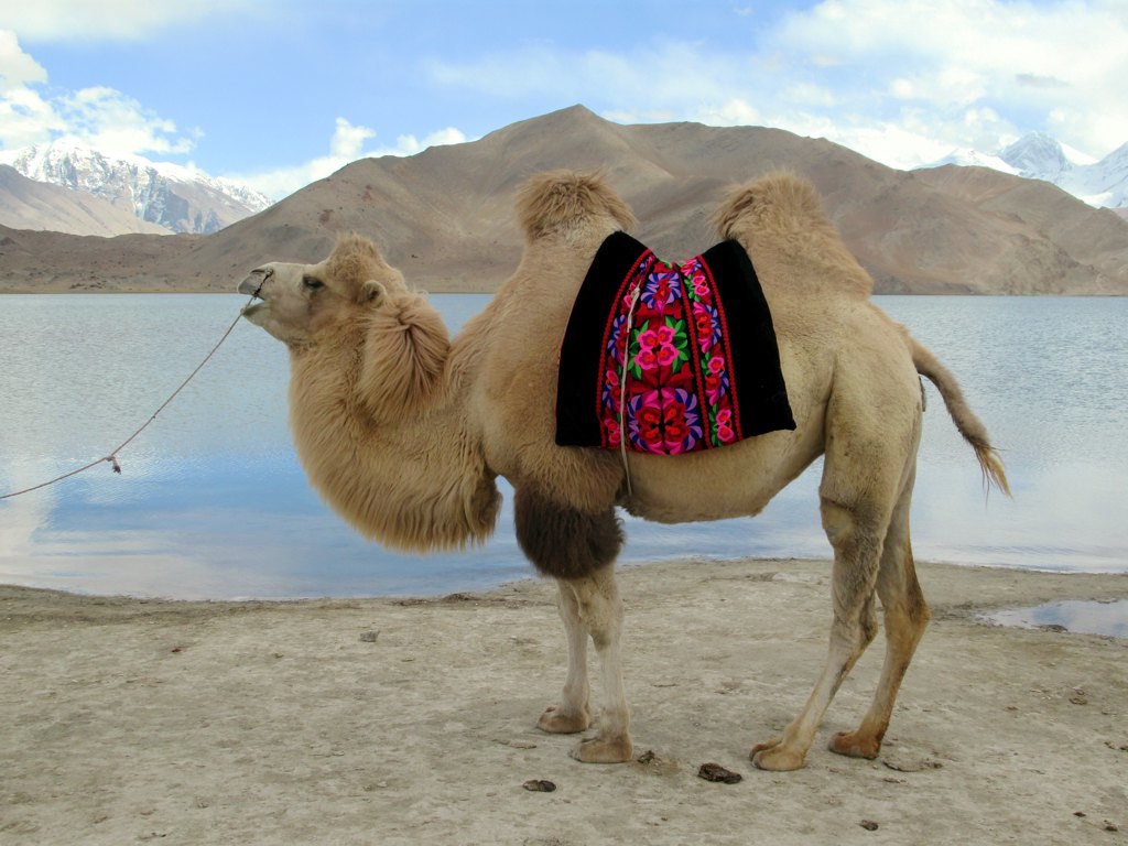 BACTRIAN-CAMEL-NEAR NABURA-VELLY-LEH-LADAKH
