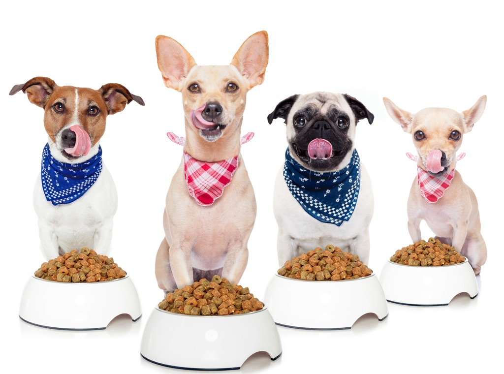 dog-food
