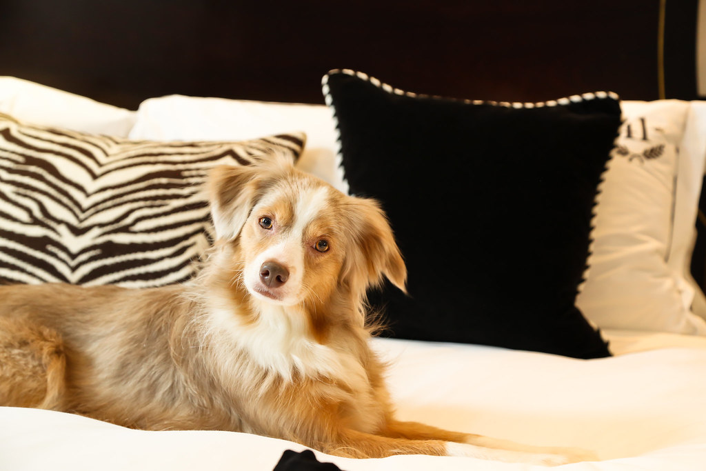 pet-friendly-accomodation