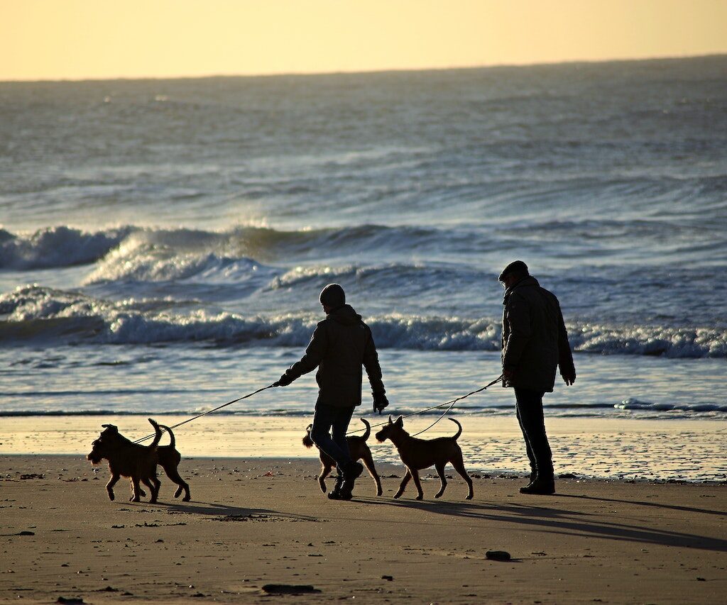 pet-friendly-beach