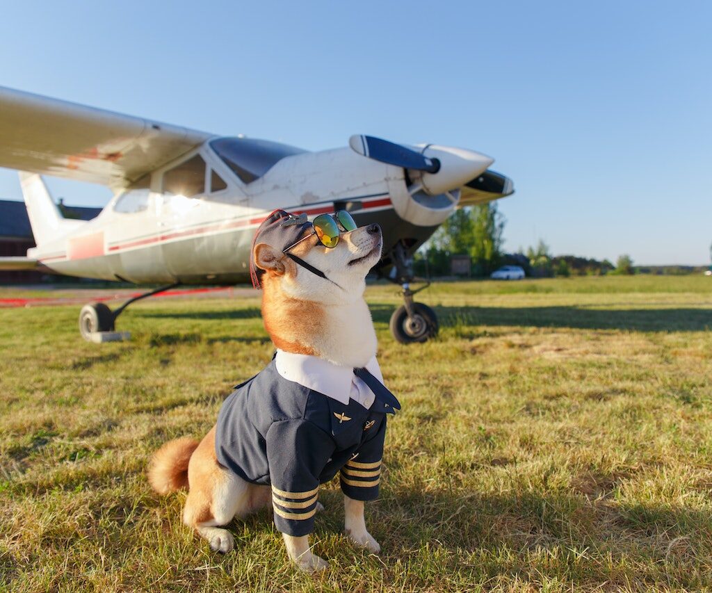 pet-travel-guide