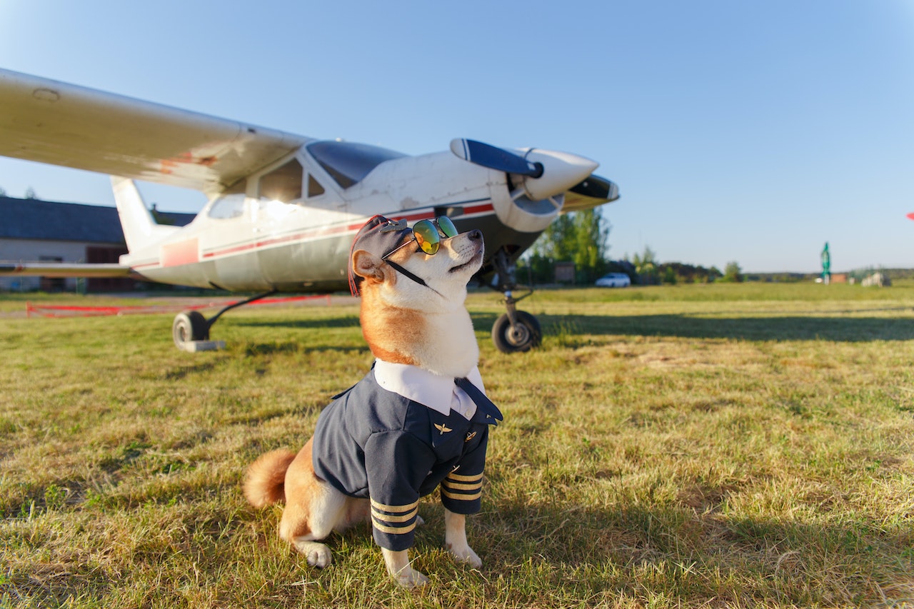 You are currently viewing Travel with Your Beloved Pets