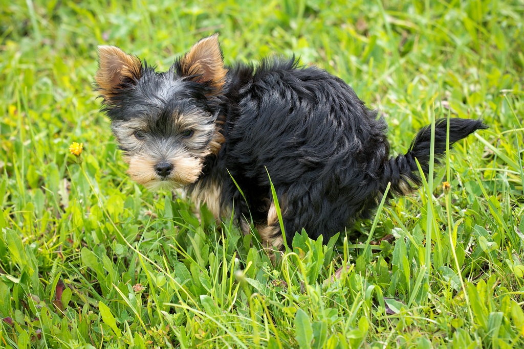 pet-travel-guide