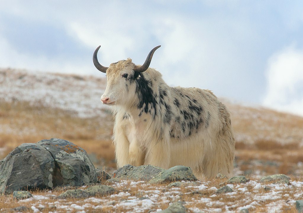 wildlife_annapurna_range